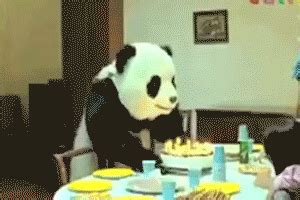 angry panda gifs | WiffleGif