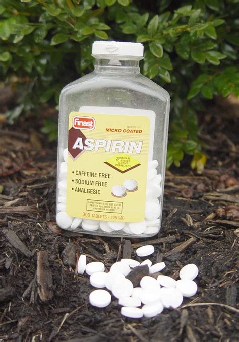 Aspirin Therapy: Aspirin Uses In The Garden For Most Productive ...