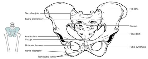 The Pelvic Girdle and Pelvis | Anatomy and Physiology I