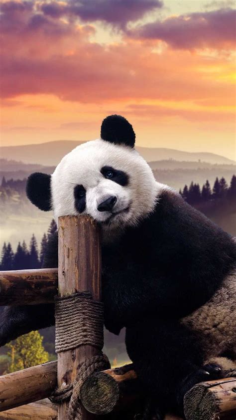 4K Panda Wallpaper - iXpap
