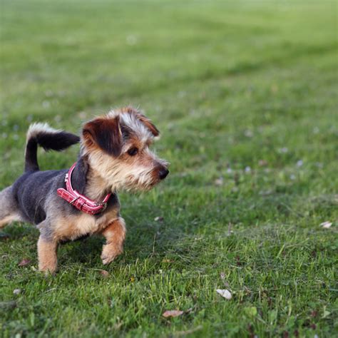 Do Dorkie Puppies Shed