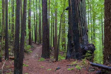 Redwoods In Oregon Map – Interactive Map