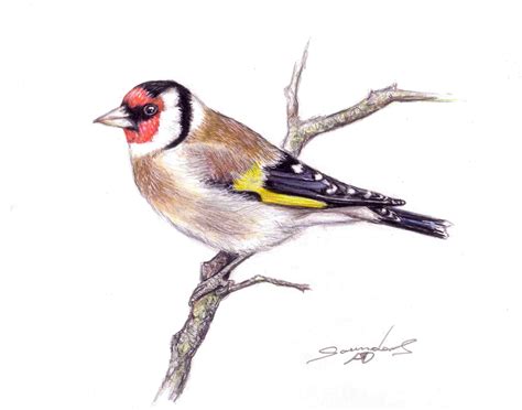 Time Lapse Drawing: Goldfinch Bird | Drawings, Bird, Flower art drawing