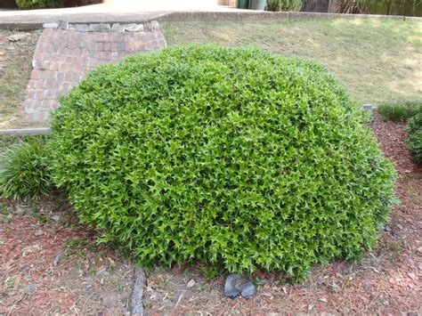 Ilex cornuta 'Rotunda' (Dwarf Chinese Holly, Rotunda Chinese Holly, Rotunda Holly, Round Chinese ...