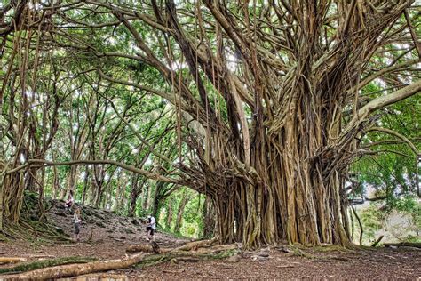 BLEU de TOI: From the Drawing Table: Custom Banyan Tree