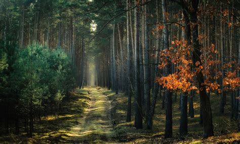 nature, forest, path, trees, dirt road, sunlight, Poland | 1500x900 ...