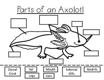 Axolotl Anatomy- The Parts of an Axolotl by PinkFrogScience | TPT