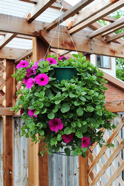 How to Plant a Professional-Looking Hanging Flower Basket