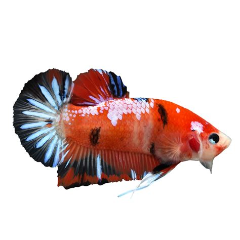 Betta PNG Images HD | PNG All