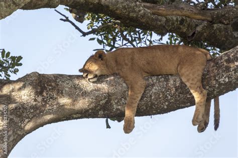 "Lion cub resting, sleeping on a tree Tanzania Africa" Stock photo and royalty-free images on ...