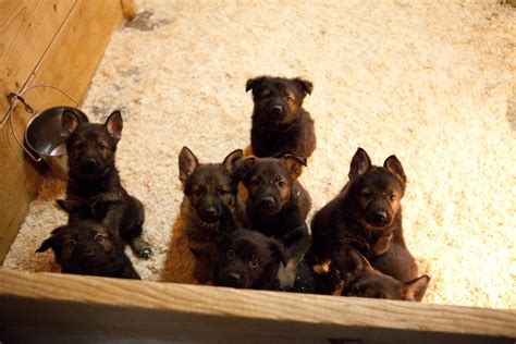 german-shepherd-puppies-4559-vom-banach-k9 German Shepherd Puppies ...