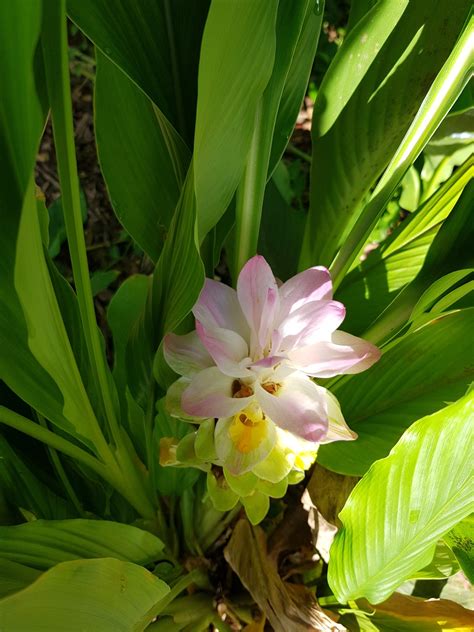 Turmeric Plant Buy Online | Neem Tree Farms