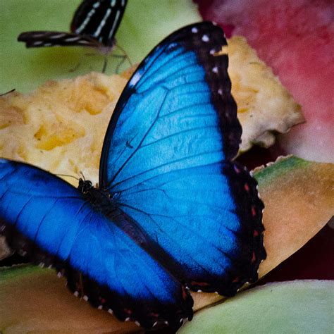 The Common Blue Morpho Butterfly Photograph by David Patterson