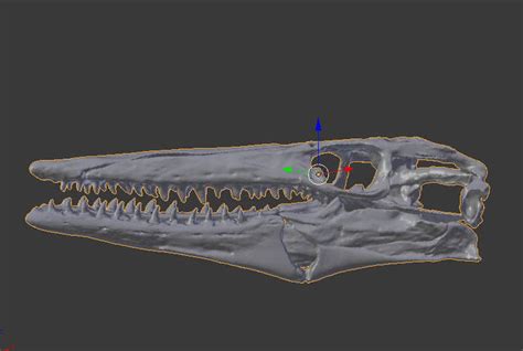 Tylosaurus proriger Skull 3D Model 3D printable .stl - CGTrader.com