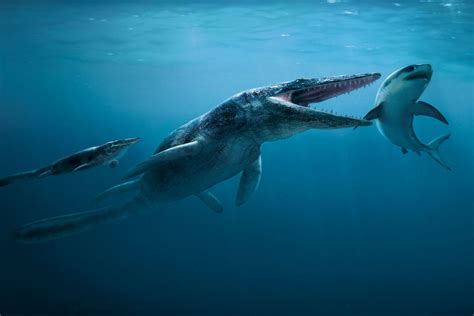 Tylosaurus Size