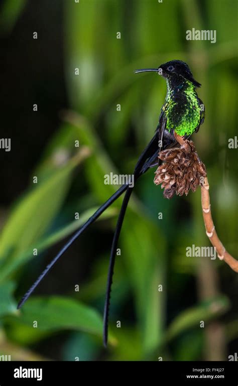 An endemic species Black-billed Streamertail Hummingbird (Trochilus ...