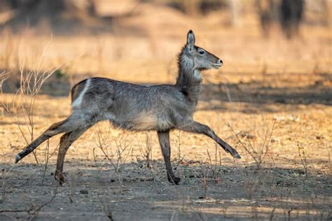 Common Waterbuck – The Water-Loving African Antelope