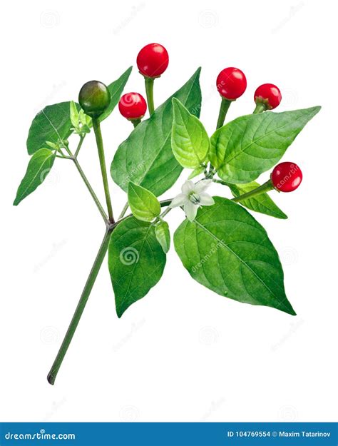 Chile Tepin Chiltepin Pepper Plant, Paths Stock Photo - Image of berries, ripe: 104769554