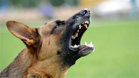 I’m a pet expert - three reasons why we are facing a ‘perfect storm’ of deadly dog attacks… here ...