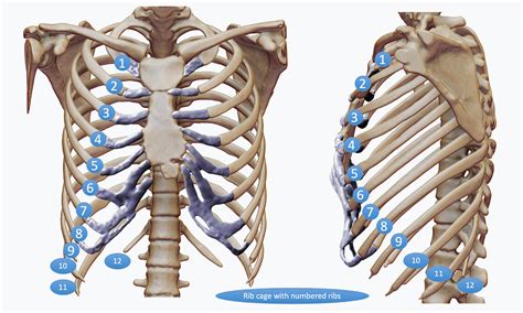 Pain In Left Side Rib Cage And Shoulder at Steven Marshall blog