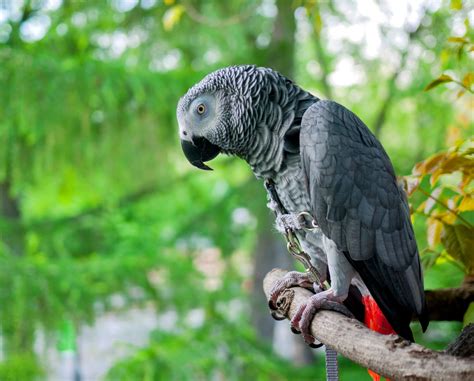 Best Toys For African Grey Parrots | Wow Blog