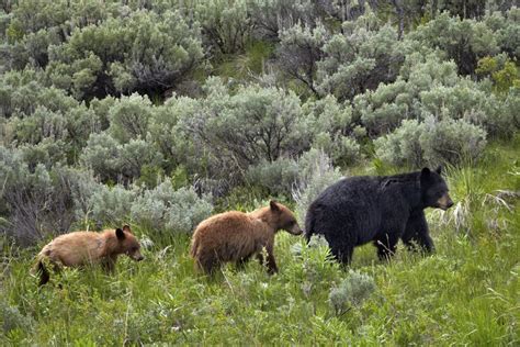 American Black Bear Facts