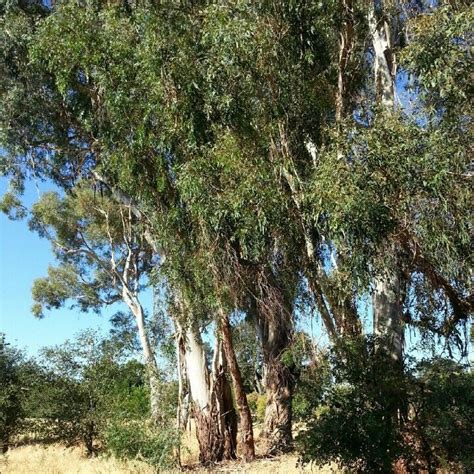 Eucalyptus trees - the fragrance evokes memories of my California days. Eucalyptus trees were ...