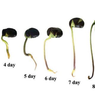 The germinated black soybean sprouts. | Download Scientific Diagram