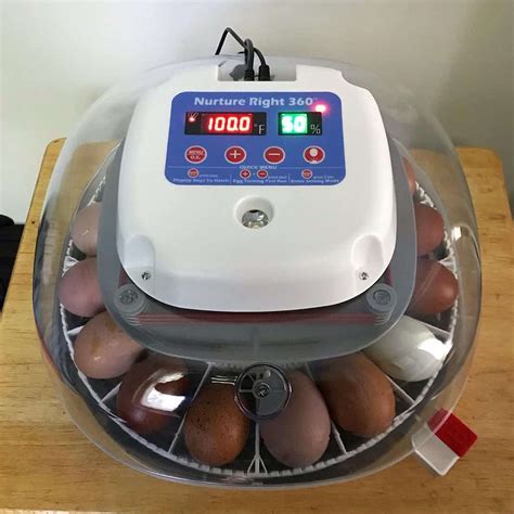 10 Best Chicken Egg Incubators