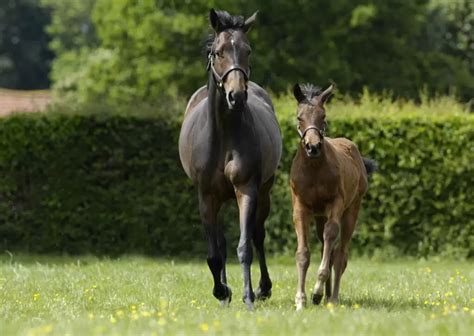 Newborn foal nutrition & foal supplements | Foran Equine