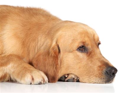 Sad Golden Retriever Dog Lying on the Floor Stock Photo - Image of young, lying: 22518572