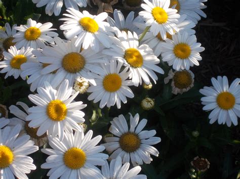 Free Stock Photo 16961 White Daisy In The Sun | freeimageslive