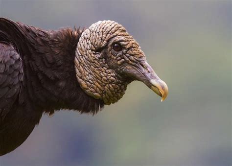 Black Vulture | The Peregrine Fund