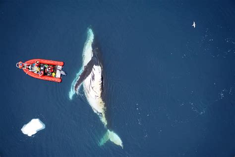 Blue Whales Eating Krill