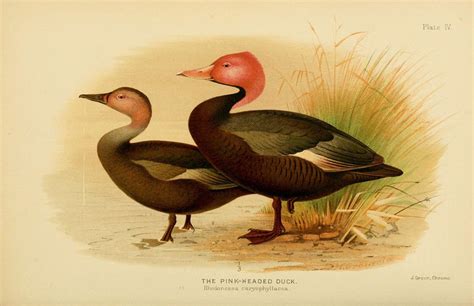 In Search of the Elusive Pink-Headed Duck / greenstories