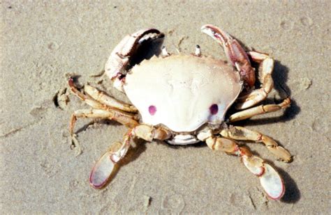 Surf Crab - The Australian Museum