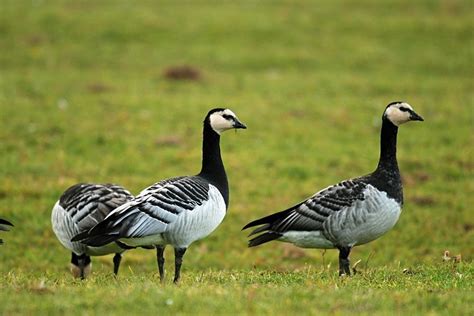 Barnacle Geese