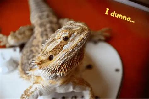 Bearded Dragon's Third Eye? - UrbanReptiles