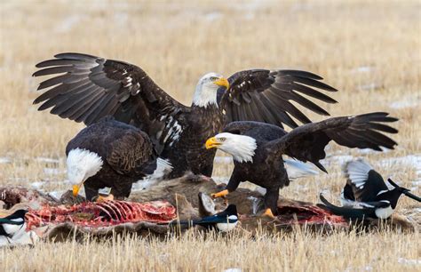 Montana eagles face widespread lead exposure - The Wildlife Society