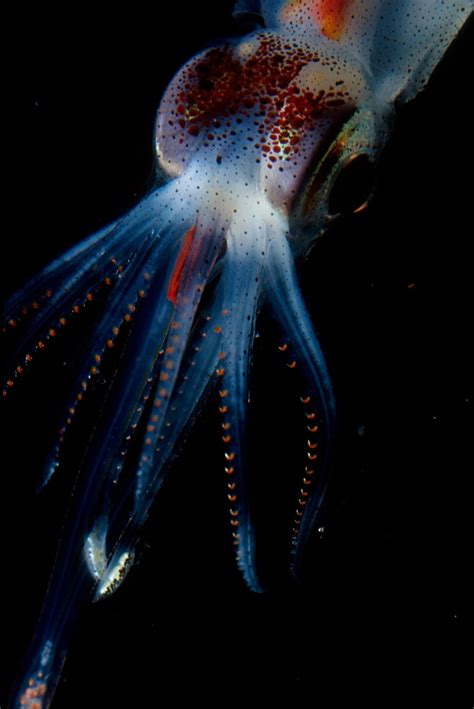 8 Beautiful Bioluminescent Creatures From the Sea | WIRED