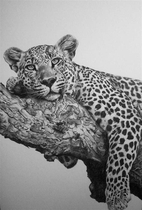 Leopard done in pencil on board. | Pencil drawings of animals, Leopard ...