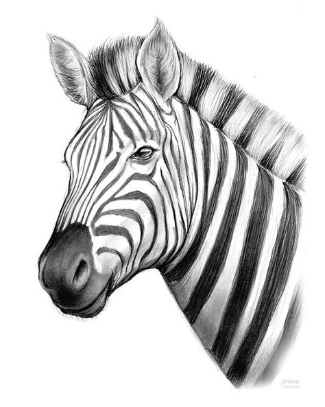 Zebra - by request Sketch of the Day - Saturday, December 2, 2017. Zebras are several species of ...