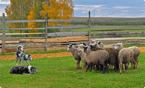 Program Overview - American Herding Breed Association