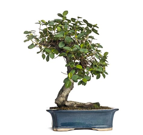 The 6 Best Indoor Bonsai Tree Types & How To Care For Them