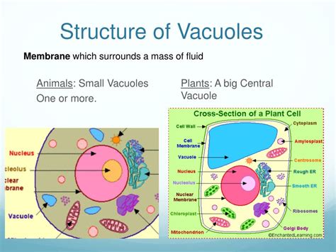 Vacuole In Animal Cell Diagram