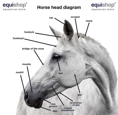 11+ Horse Anatomy Chart - RheannaVibha