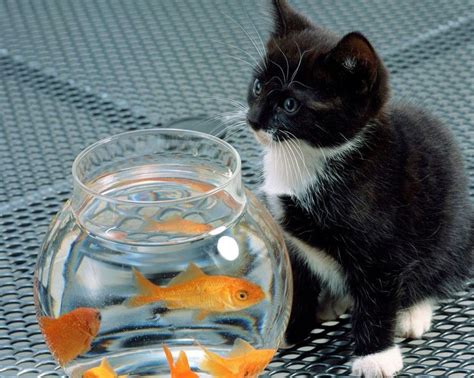 Fish in a bowl / cats | Animals | Pinterest