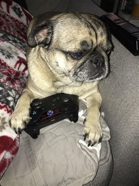 Gamers, rise up : r/pugs