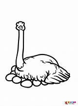 30  Emu Coloring Pages Free Printable PDF & Online sketch template