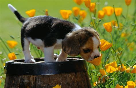 Cute Puppy Smelling a flower Photo that is 5 stars worthy | Phi Stars